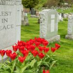 Tulips beside the headstone