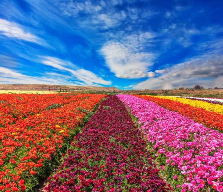 field of flowers