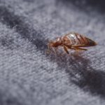 Close up of a bed bug