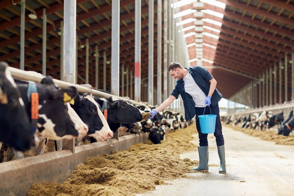 feeding the cattle inside barn