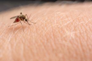 close up shot of a mosquito sucking blood from a person