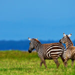 two zebras running