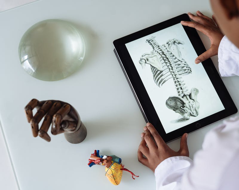 spine and skeleton